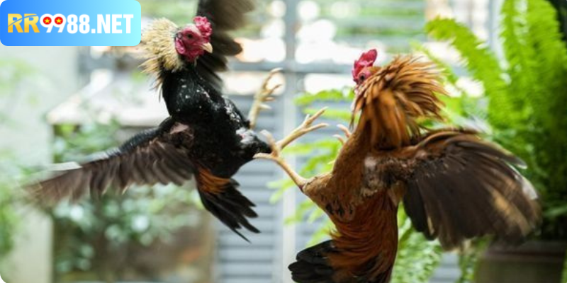 Đặc điểm của gà chọi thế nào