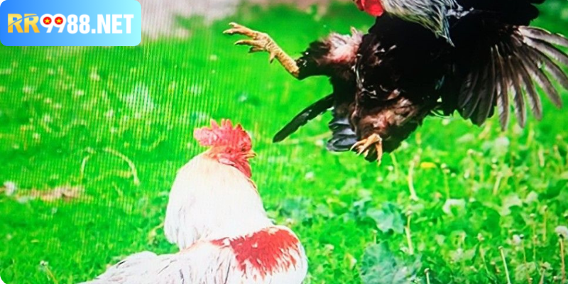 Nhận biết qua cựa dao sắc bén và kỹ thuật đá