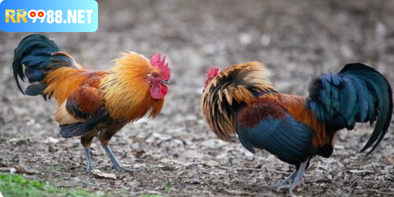 Đá Gà Bịp Là Gì? Cách Nhận Biết Và Xử Lý Hiệu Quả