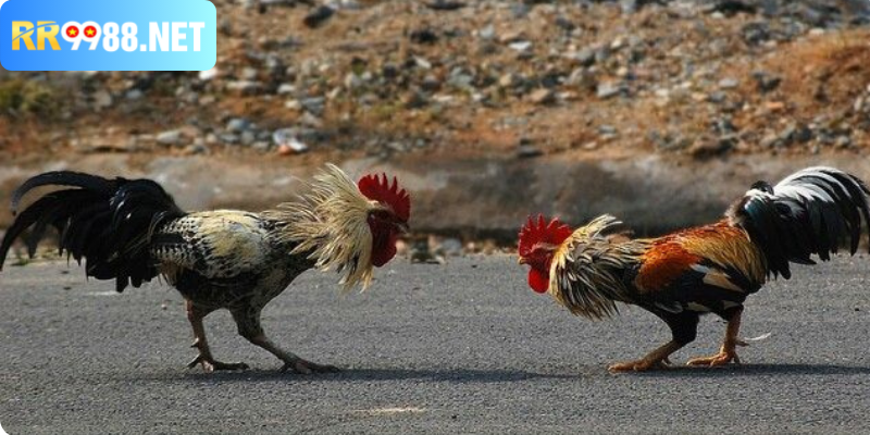 Đá gà bịp là thuật ngữ phổ biến