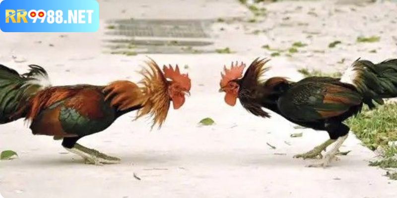 Cách nhận biết đá gà bịp chuẩn