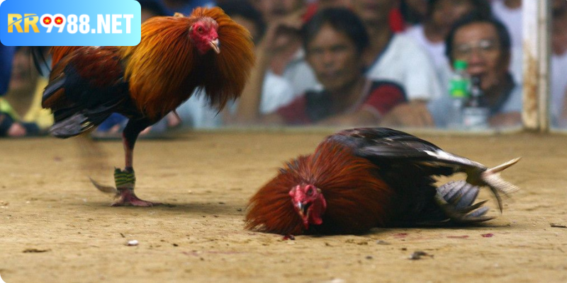 Sân chơi của giới yêu thích gà cựa dao